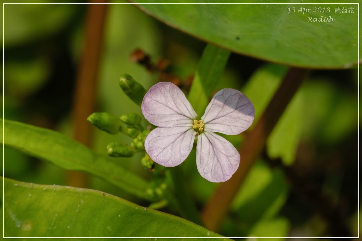 Radish 蘿蔔花