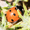 7-spot Ladybird