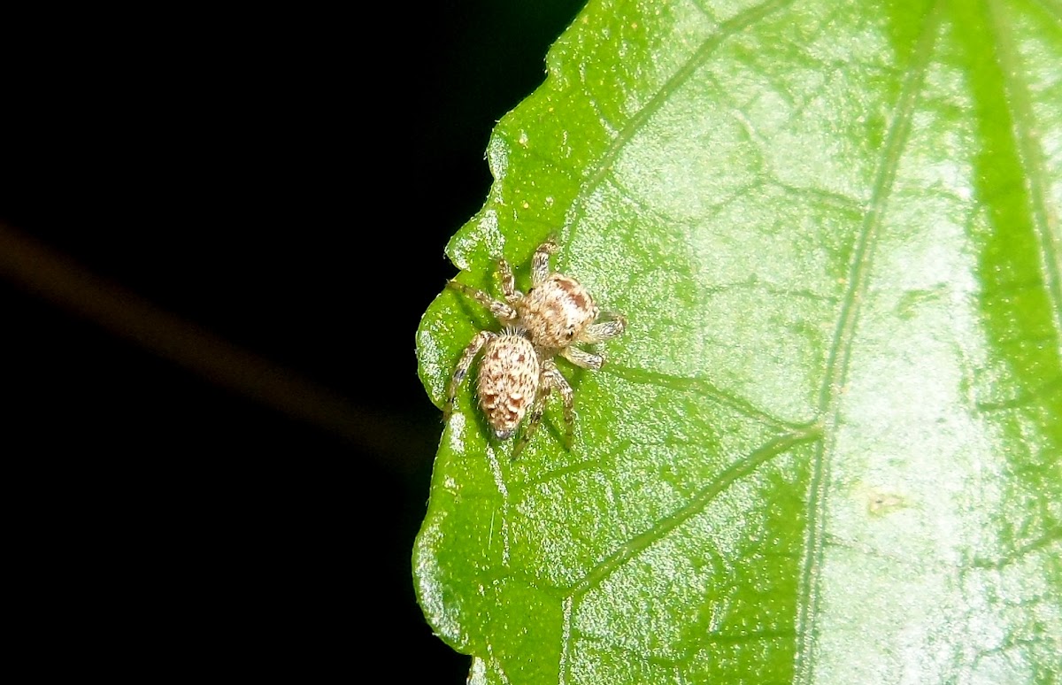 Jumping spider