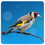 Cover Image of Download European goldfinch song 2.3.2 APK