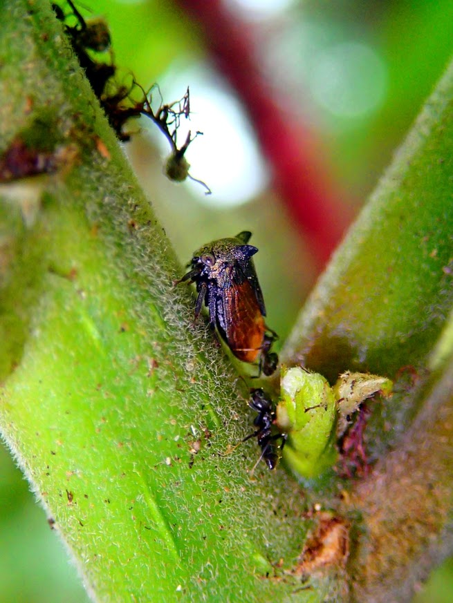 Two-horned Treehopper