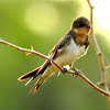 Barn swallow