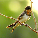 Barn swallow