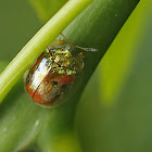 Golden tortoise beetle