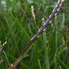 Buffalo Grass