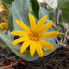 Arrowhead Balsamroot