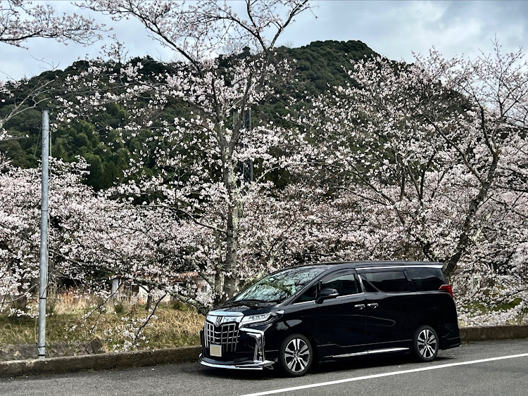 アルファードのドライブ・愛車と桜コラボ・京都府舞鶴市内に関するカスタム事例の投稿画像3枚目