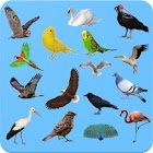 Birds - Learning Birds 2.00