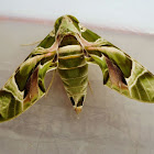 Oleander Hawk Moth