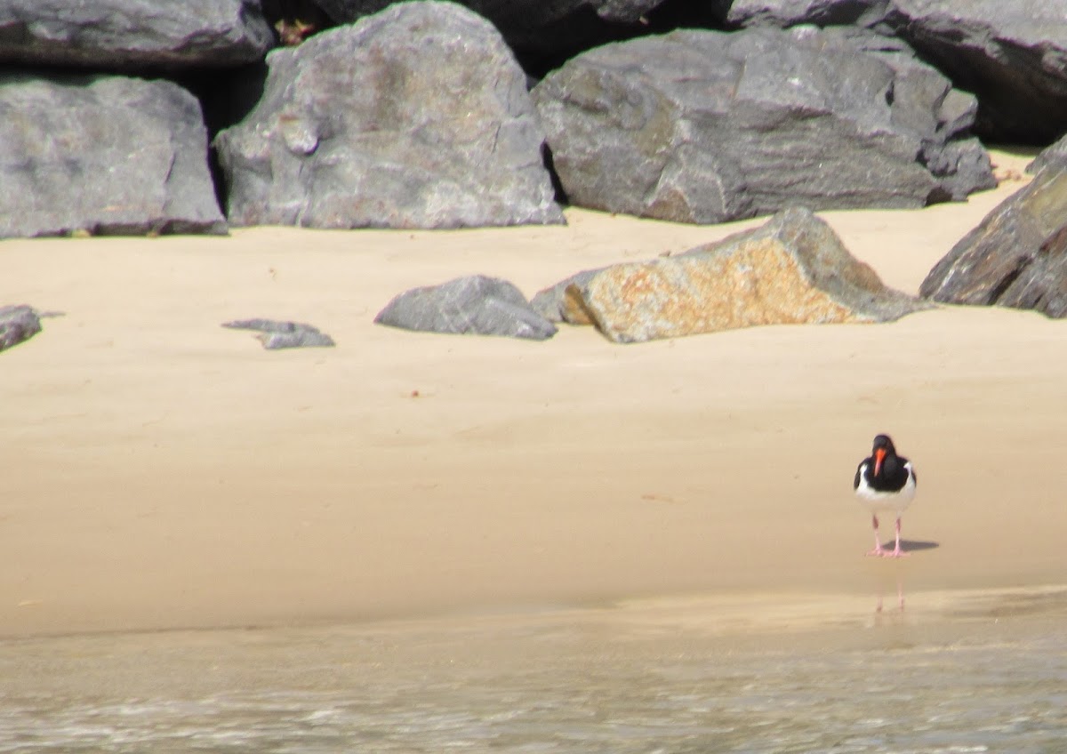 Pied Oyster Catcher