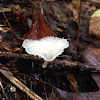 Black-footed Marasmius