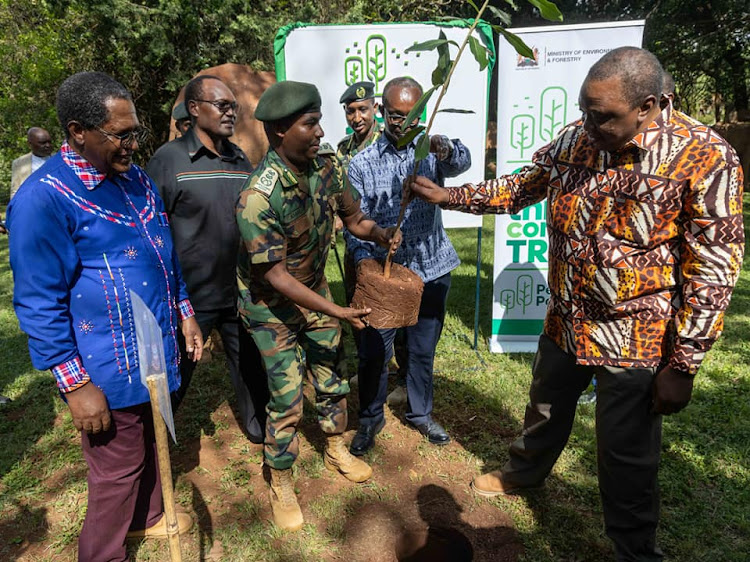 KFS Chief Conservator Julius Kamau helps President Uhuru Kenyatta to plant a tree at State House on Friday, May 27.