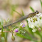 Blue-tailed Damselfly