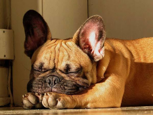 French Bulldog Images