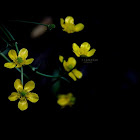 Swamp Buttercup