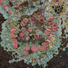 Bullseye Lichen