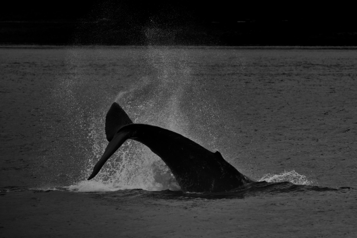 Tail spurts of an Humpback Whale di Andrea Izzotti