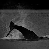 Tail spurts of an Humpback Whale di 