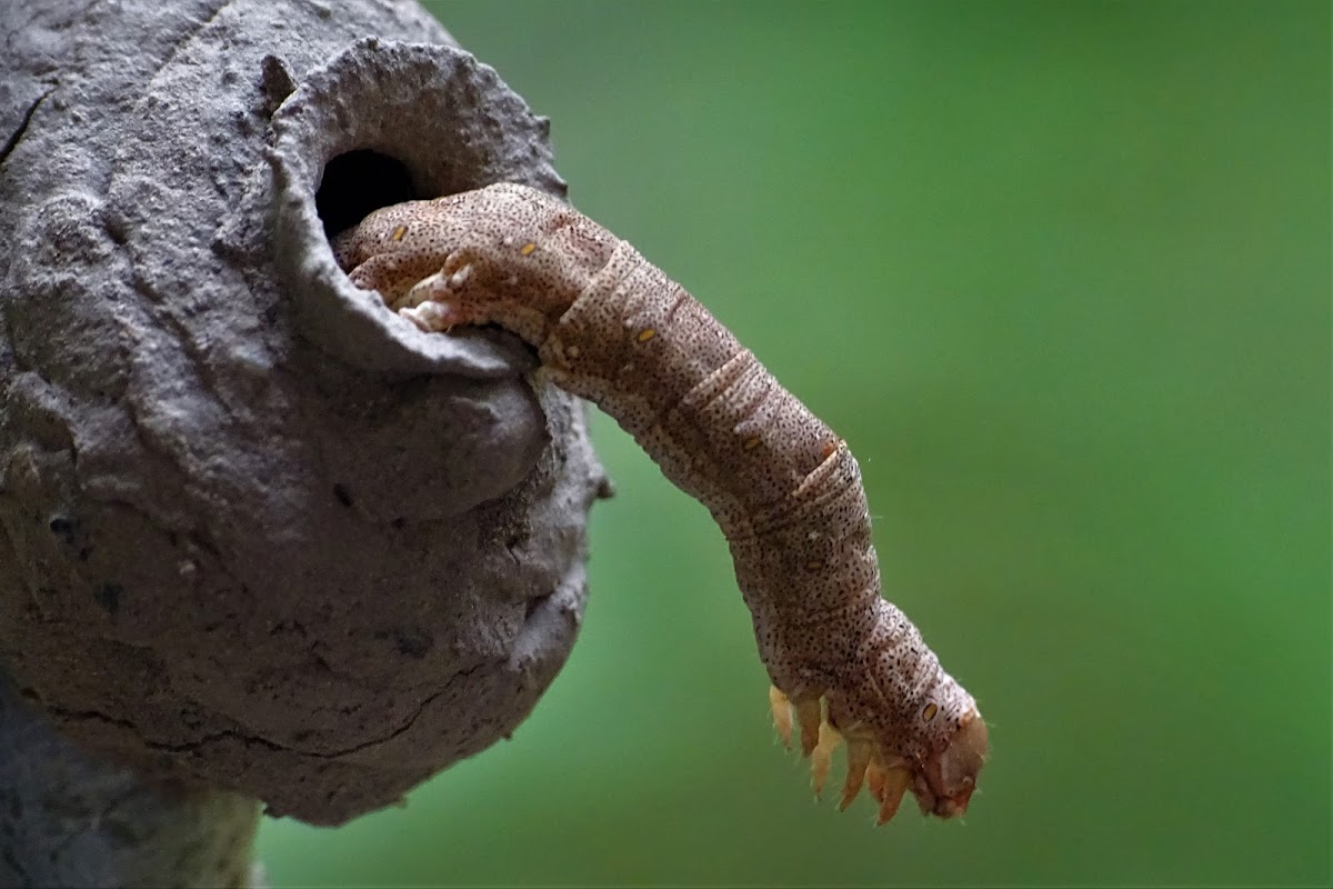 Erebid moth caterpillar