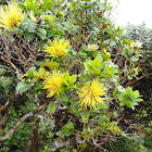 Yellow-blossomed 'Ohi'a Lehua