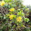 Yellow-blossomed 'Ohi'a Lehua
