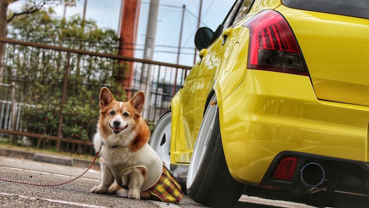 RX-7の関西舞子サンデー・コーギーのななに関するカスタム事例の投稿画像4枚目