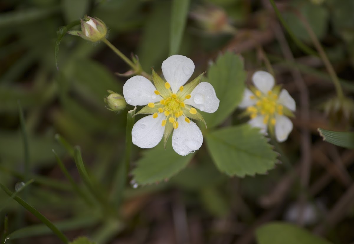 Woodland strawberry