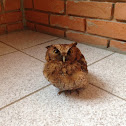 Black-capped screech owl