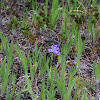 dwarf lake iris