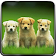 Super Puppy 3D icon