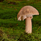 Item logo image for Mushrooms and Green Grass