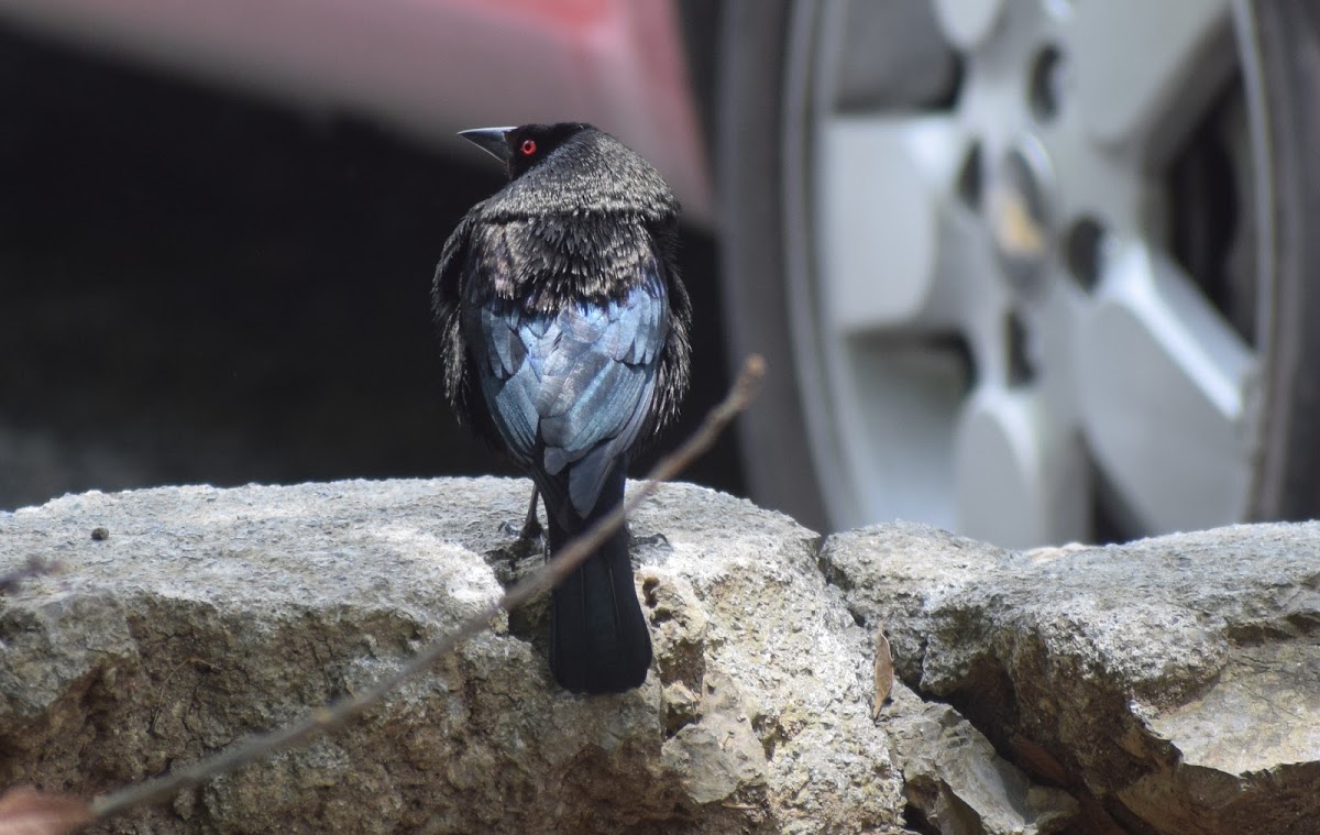 Bronzed cowbird