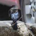 Bronzed cowbird