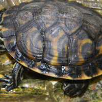 Tortoise di 