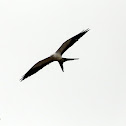 Swallow-tailed Kite