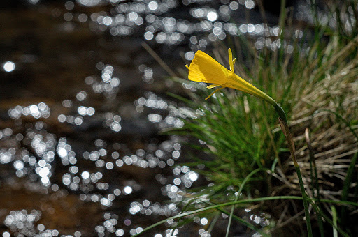 Narcissus bulbocodium