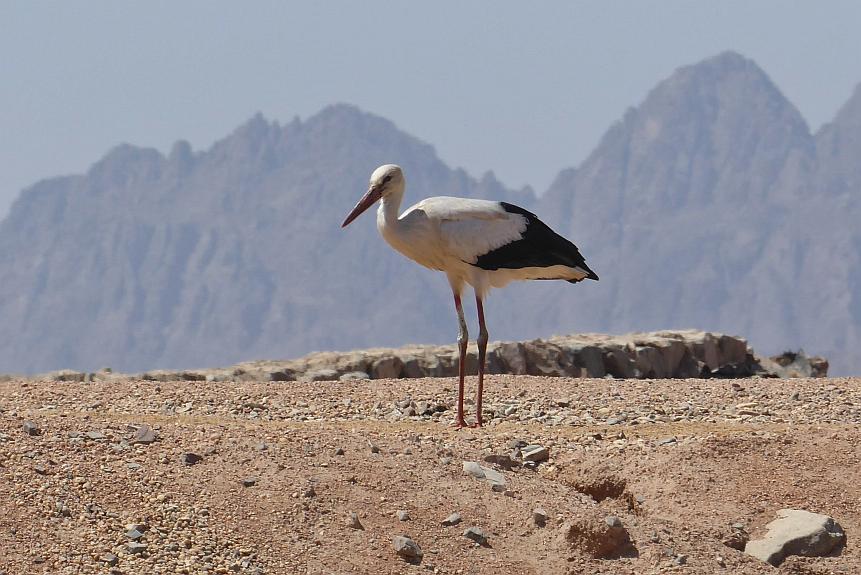 White Storks