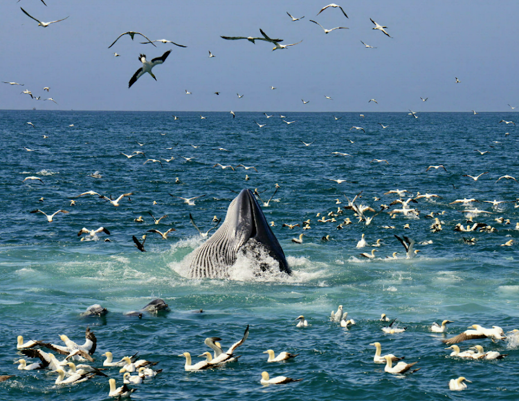 HUGE OPPORTUNITY: A humpback whale breaches in the middle of a frenzy of gannets feeding on a sardine bait ball in Algoa Bay. The Wildlife Society has called for a new economic strategy integrated with the natural environment to be implemented post-Covid