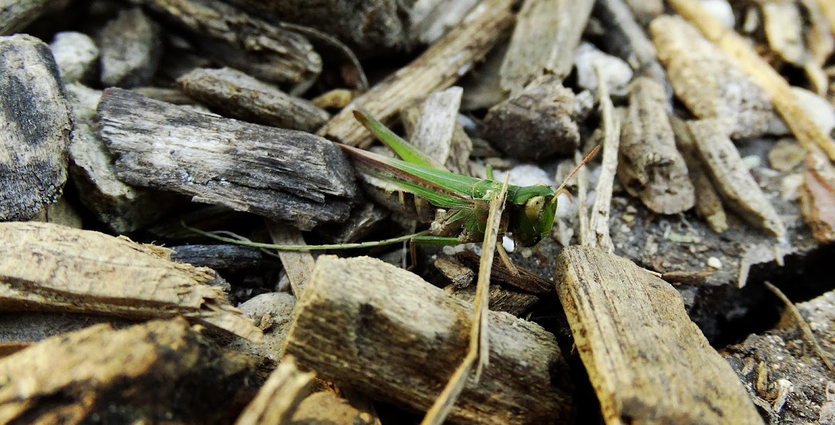 Grasshopper