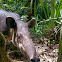 Baird's Tapir