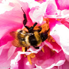 Buff-tailed Bumble-Bee