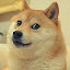 Doge HD Wallpapers Featured Series Hot Topics