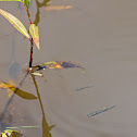 Eastern Mosquitofish