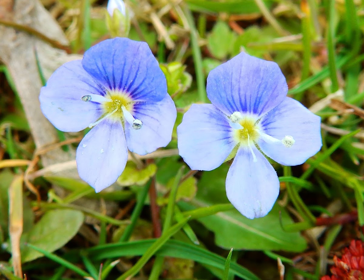 Brooklime