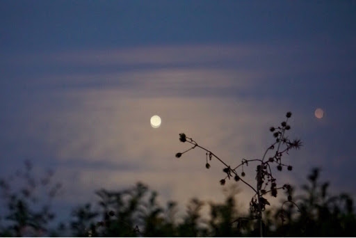 ホンダ ビートを華麗にカスタム By Otoyan 11 04 日暮れの月 海の水面に映る月 夕焼け空の月 茶畑越しに Cartune