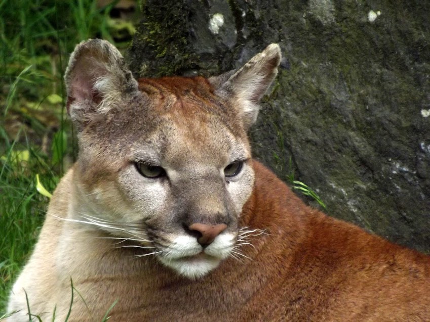 Puma, Jurques - Tous droits réservés