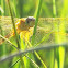 Golden-winged Skimmer Dragonfly