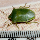 Southern Green Stink Bug