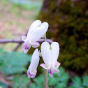 Wild Bleeding-heart