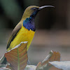 Olive-back Sunbird